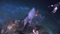 Deep sea coral. Image