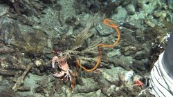 Deep sea coral Image