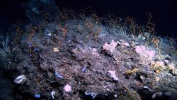 Deep sea coral Image