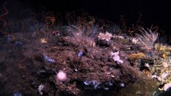 Deep sea coral Image