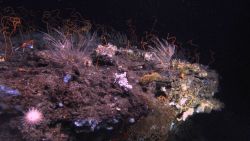 Deep sea coral Image