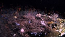 Deep sea coral Image
