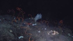 Deep sea coral. Image