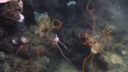 Deep sea coral. Image