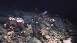 Deep sea coral. Image
