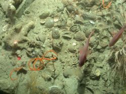 Deep sea coral. Image