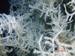 Deep sea coral Image