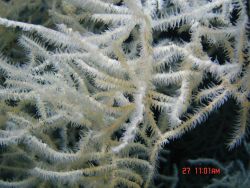 Deep sea coral Image