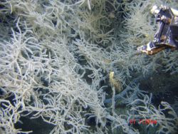 Deep sea coral Image