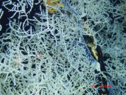 Deep sea coral Image