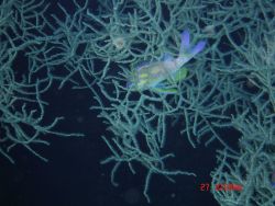 Deep sea coral Image