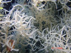 Deep sea coral Image