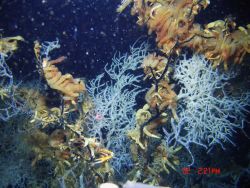 Deep sea coral Image