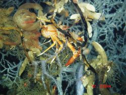 Deep sea coral Image