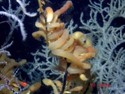 Deep sea coral Image