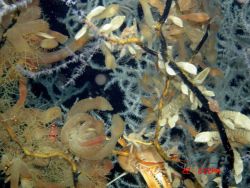 Deep sea coral Image
