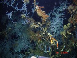 Deep sea coral Image