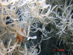Deep sea coral Image