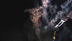 Deep sea coral Image