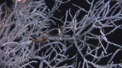 Deep sea coral Image