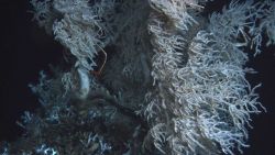 Deep sea coral Image