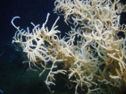 Deep sea coral Image