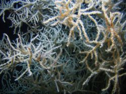 Deep sea coral Image