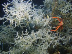 Deep sea coral Image
