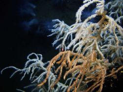 Deep sea coral Image