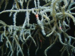 Deep sea coral Image