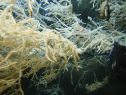 Deep sea coral Image