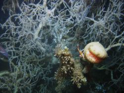 Deep sea coral Photo