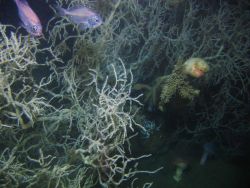 Deep sea coral Photo