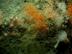 Deep sea coral Image