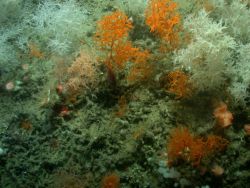 Deep sea coral Image