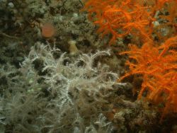 Deep sea coral Image