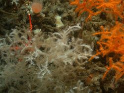 Deep sea coral Image