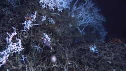 Deep sea coral Image