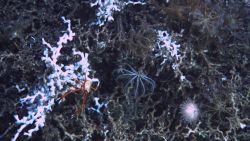 Deep sea coral Image