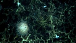 Deep sea coral Image