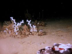 Deep sea coral Photo