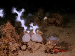 Deep sea coral Image
