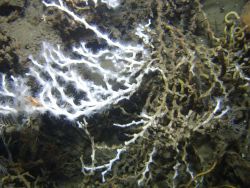 Deep sea coral Image