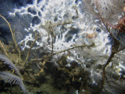 Deep sea coral Image