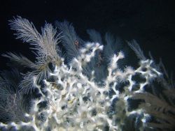 Deep sea coral Image