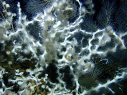 Deep sea coral Image