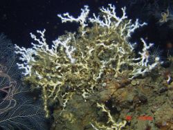 Deep sea coral Image