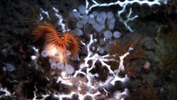 Deep sea coral Image