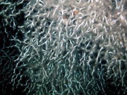 Deep sea coral Image