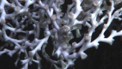 Deep sea coral Image